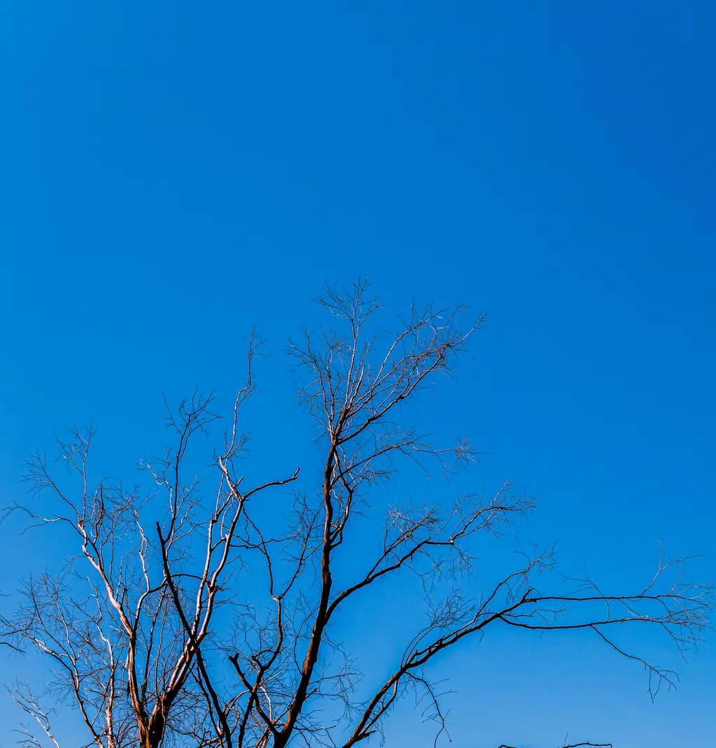 Bare Branches