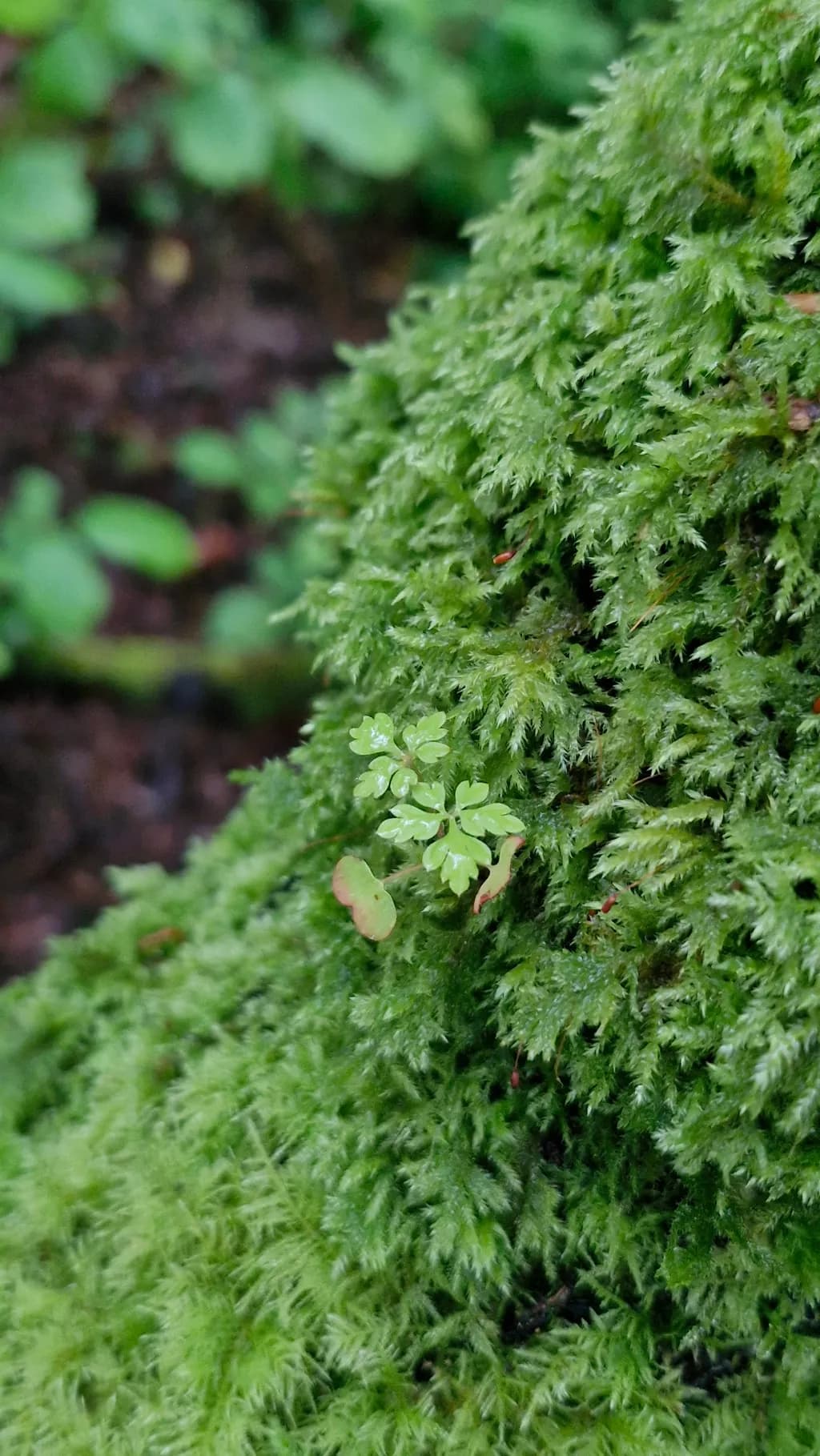 Moss Haven