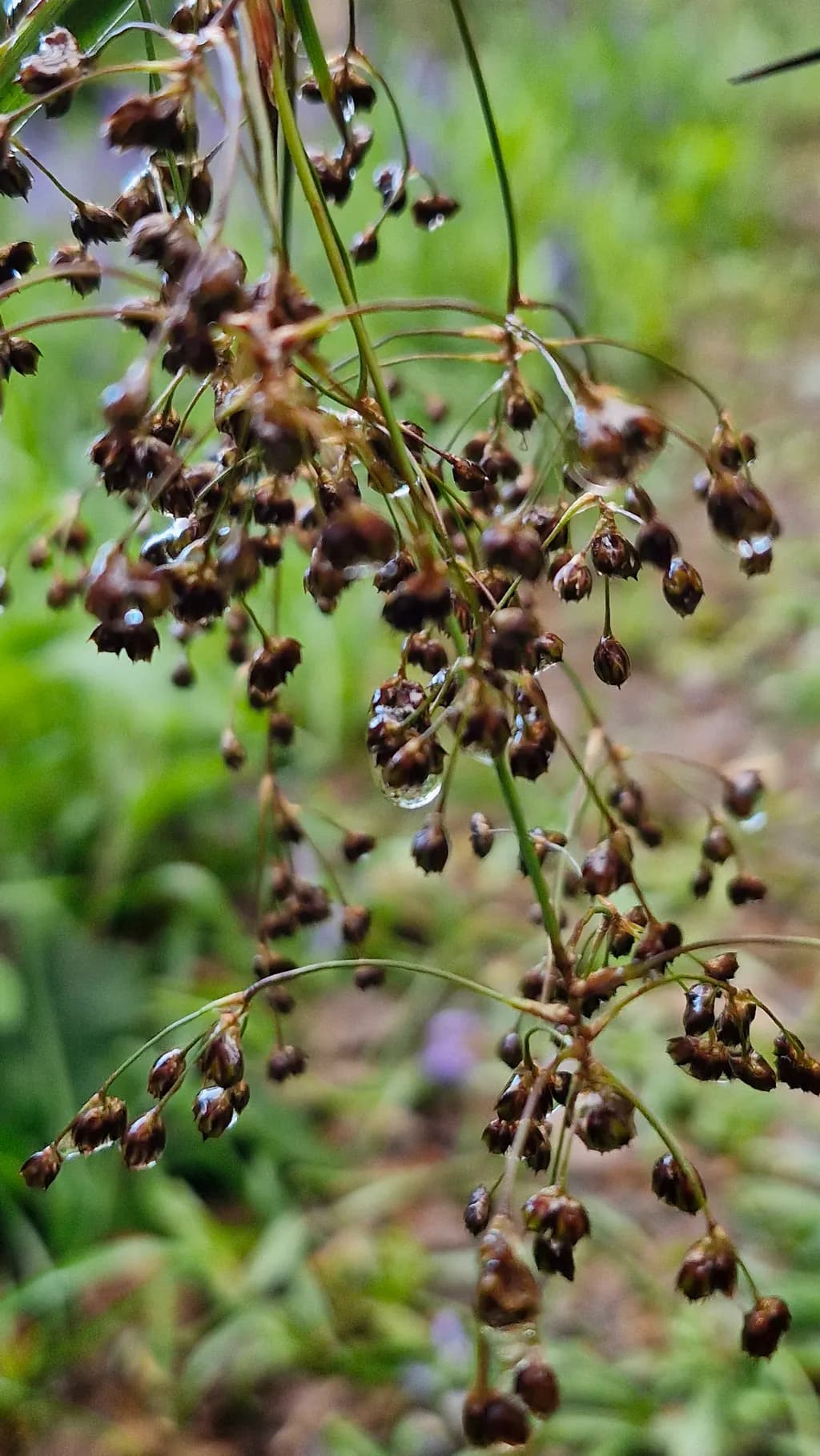 Droplets on Seedheads