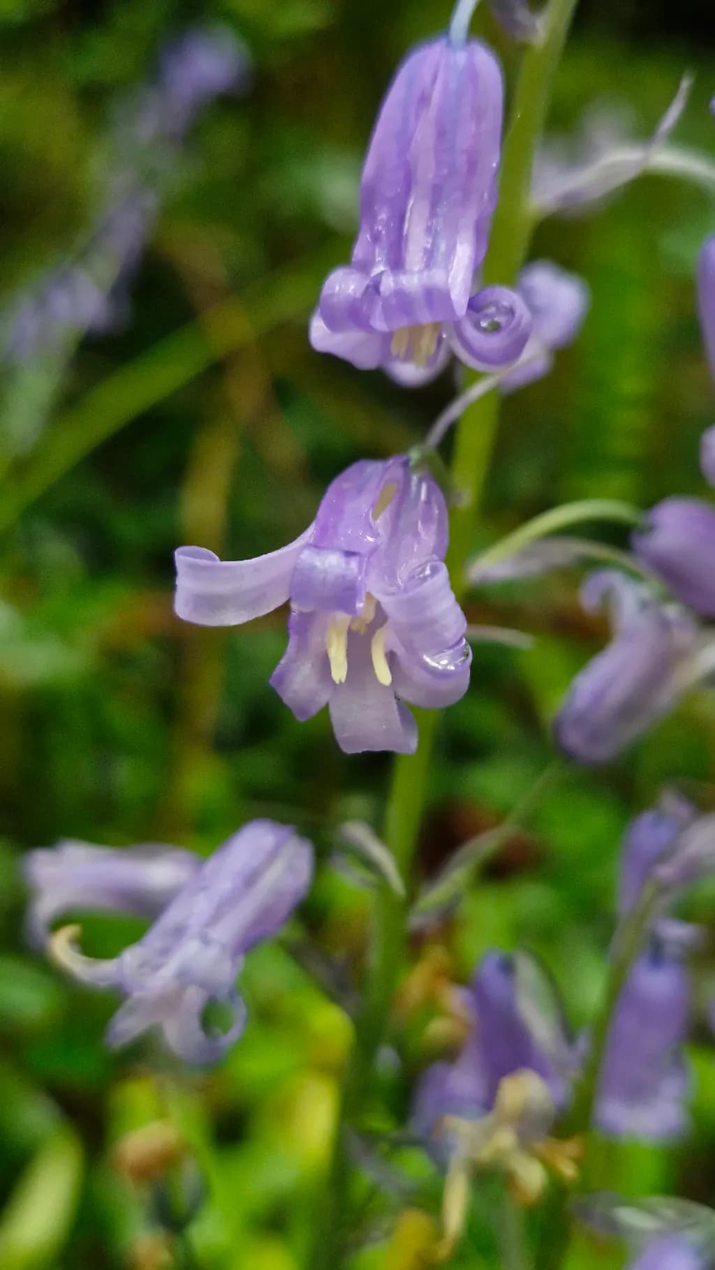 Curled Bluebells