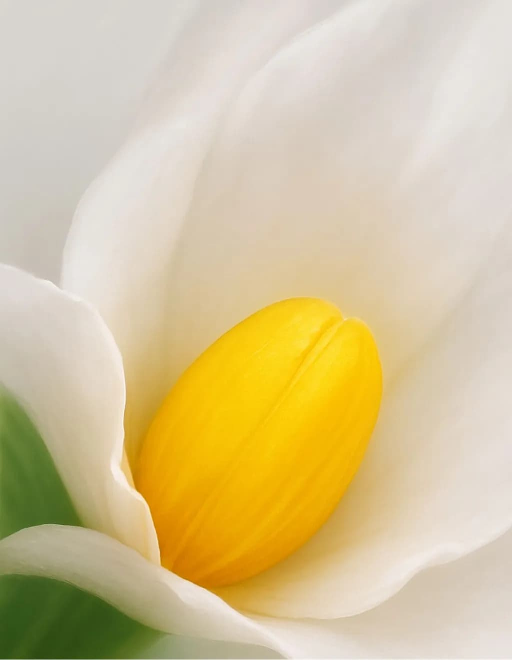 Calla Core