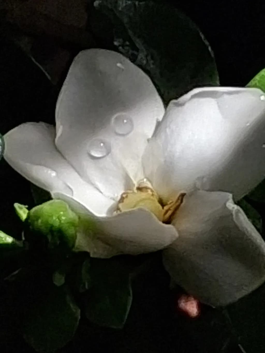 Moonlit Gardenia