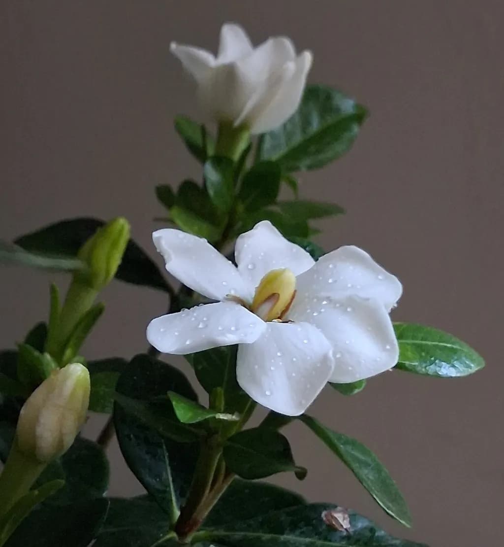 Dewy Gardenia