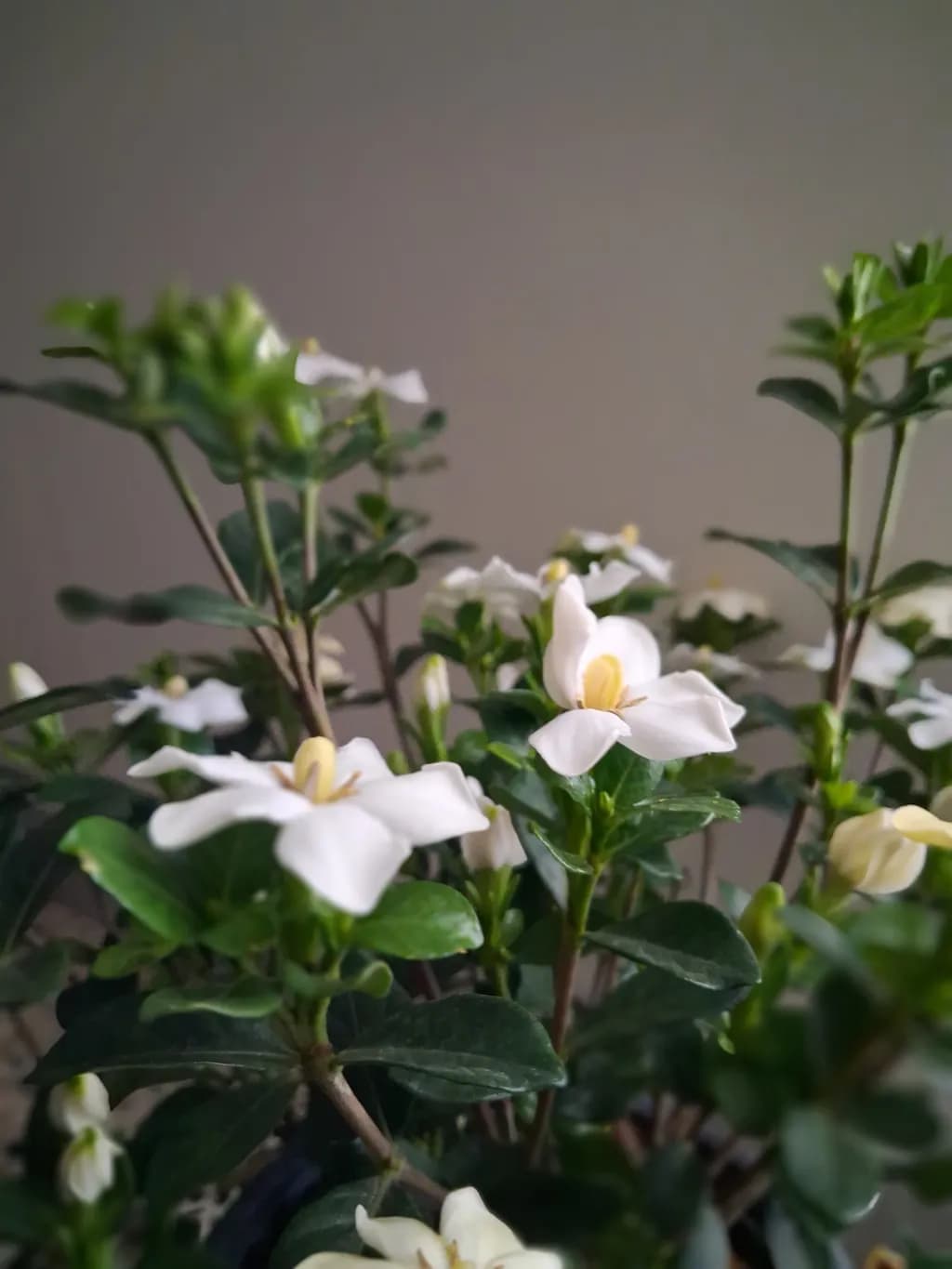 White Blossoms