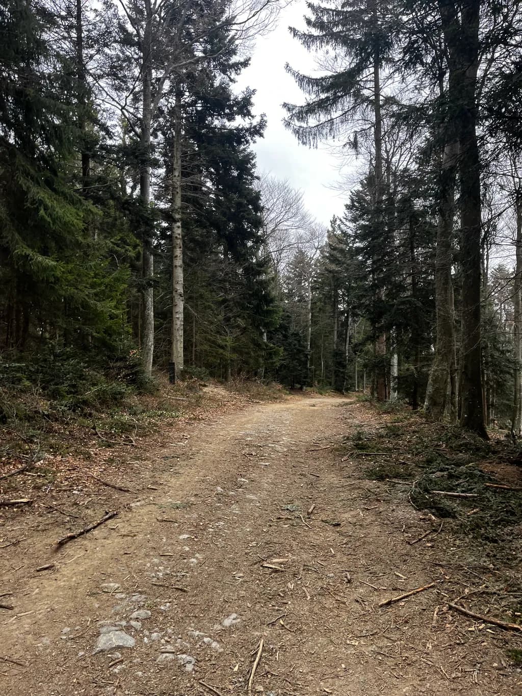 Forest Trail