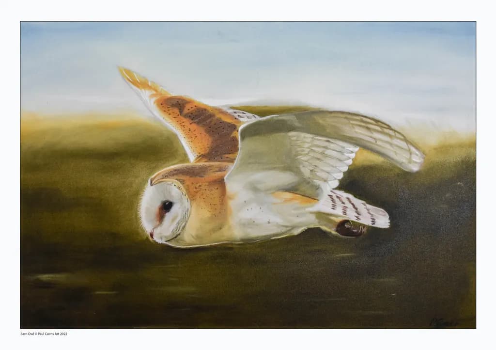 Barn Owl in Flight