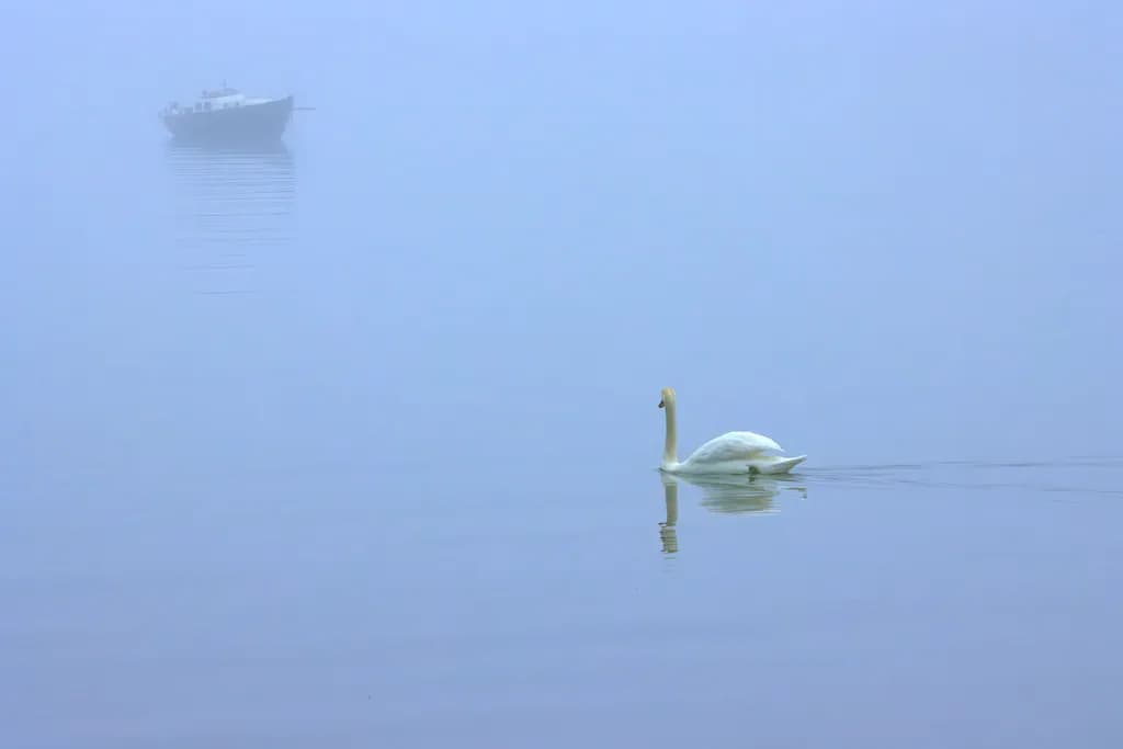 Mistbound Swan