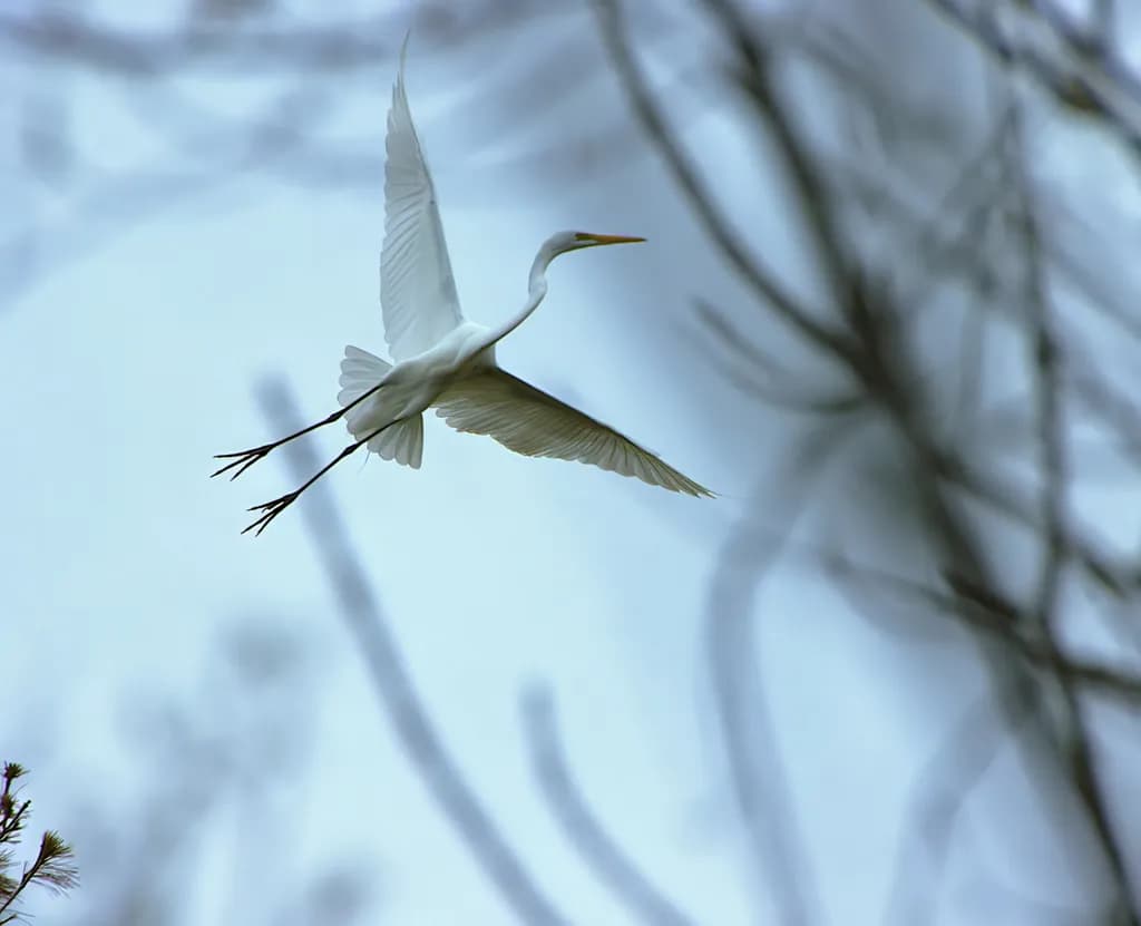 Flying Grace