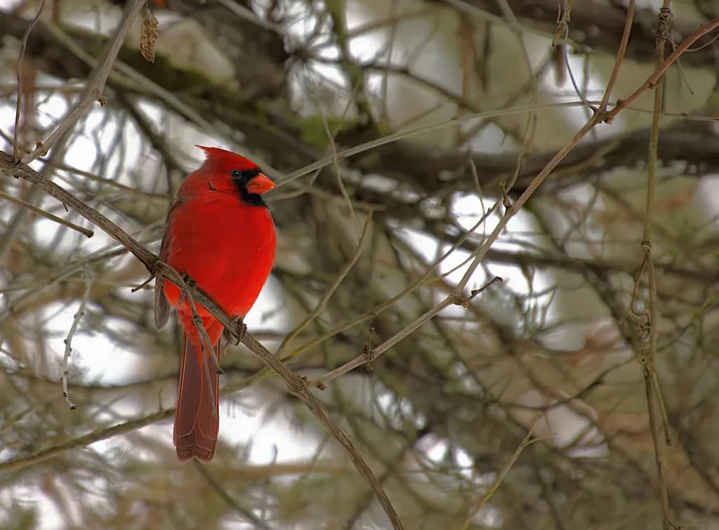 January Cardinal