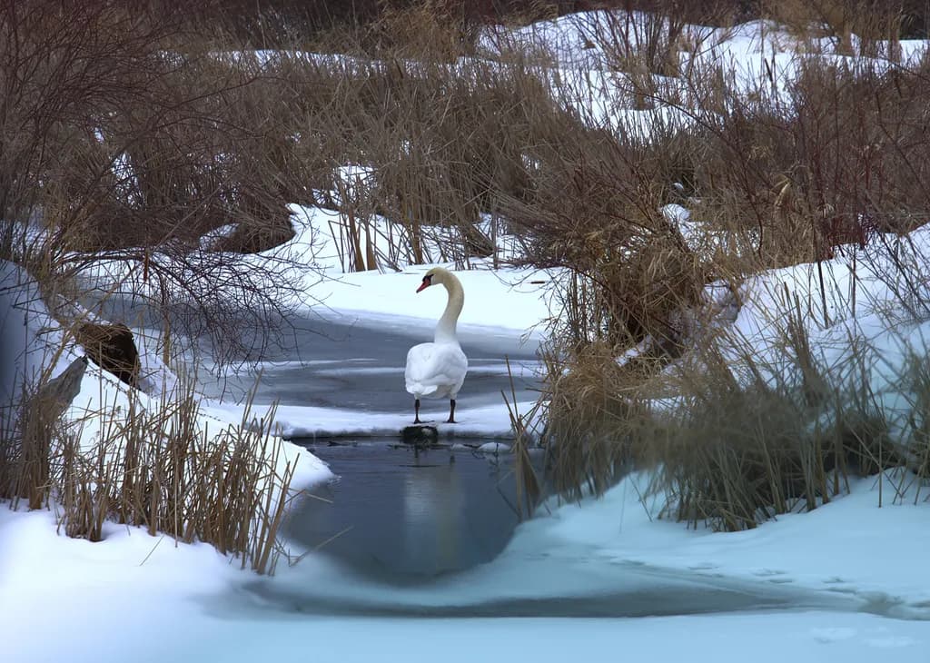 February Swan
