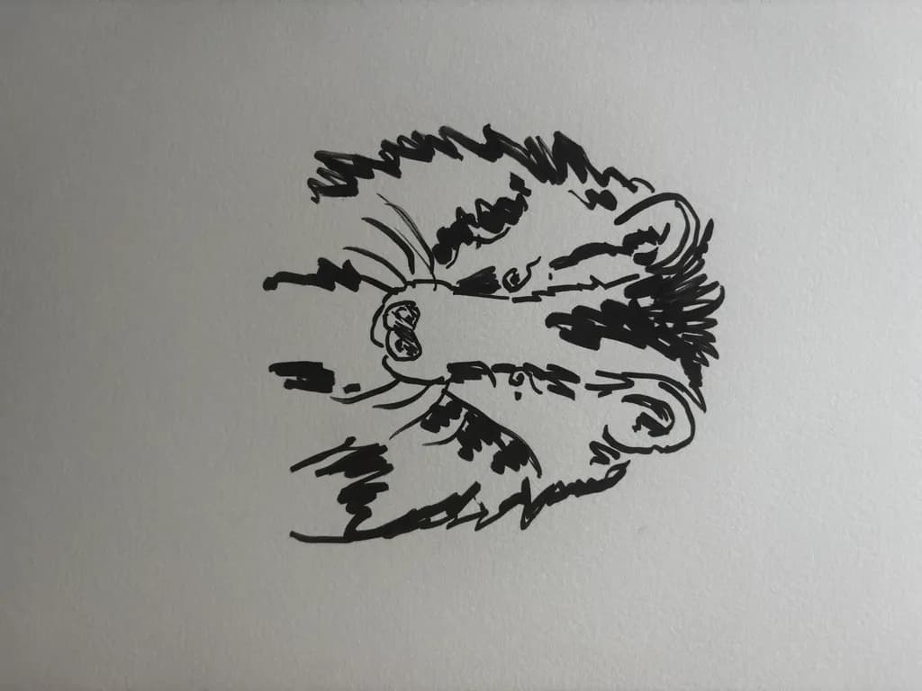 Tiger Sketch