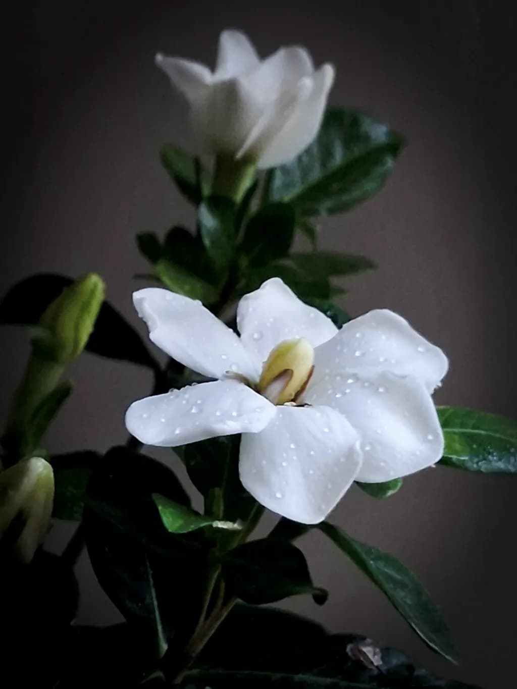 Gardenia Dewdrops