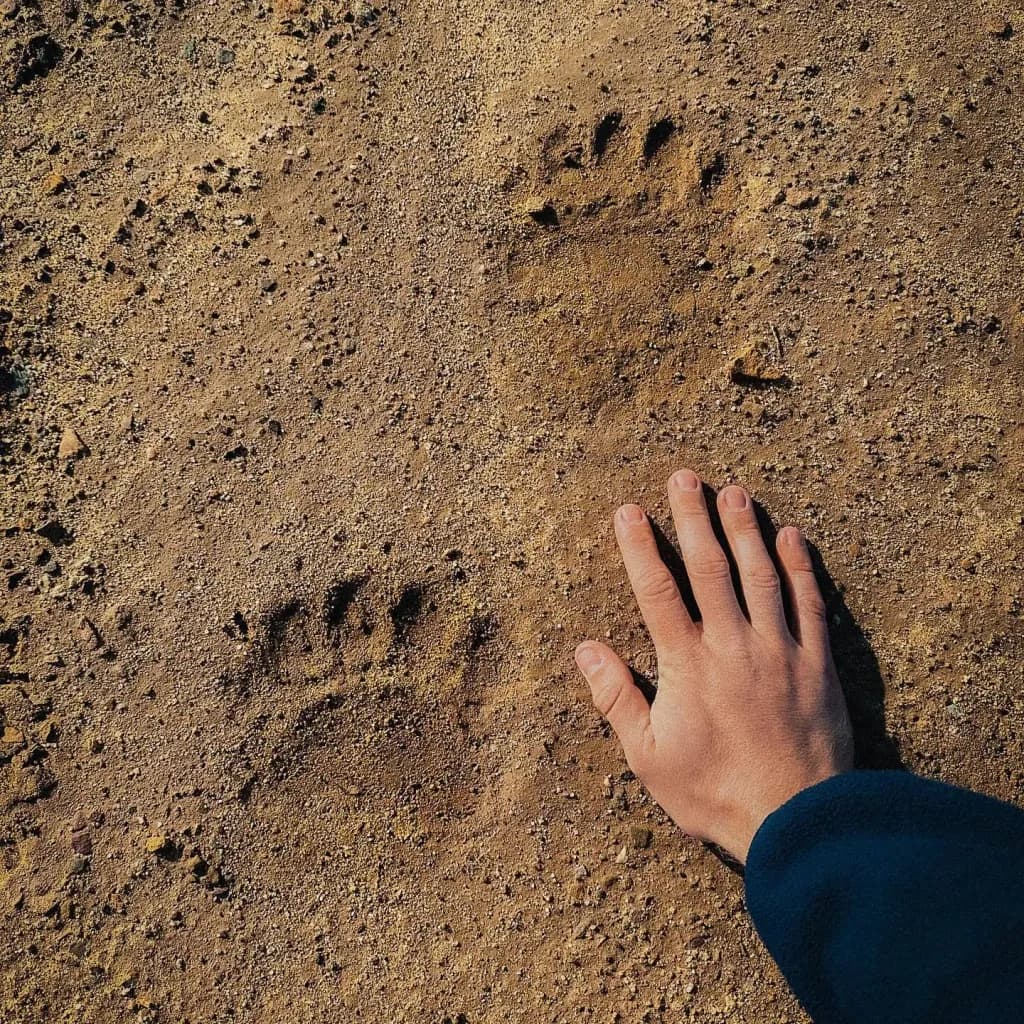 Imprint Connection