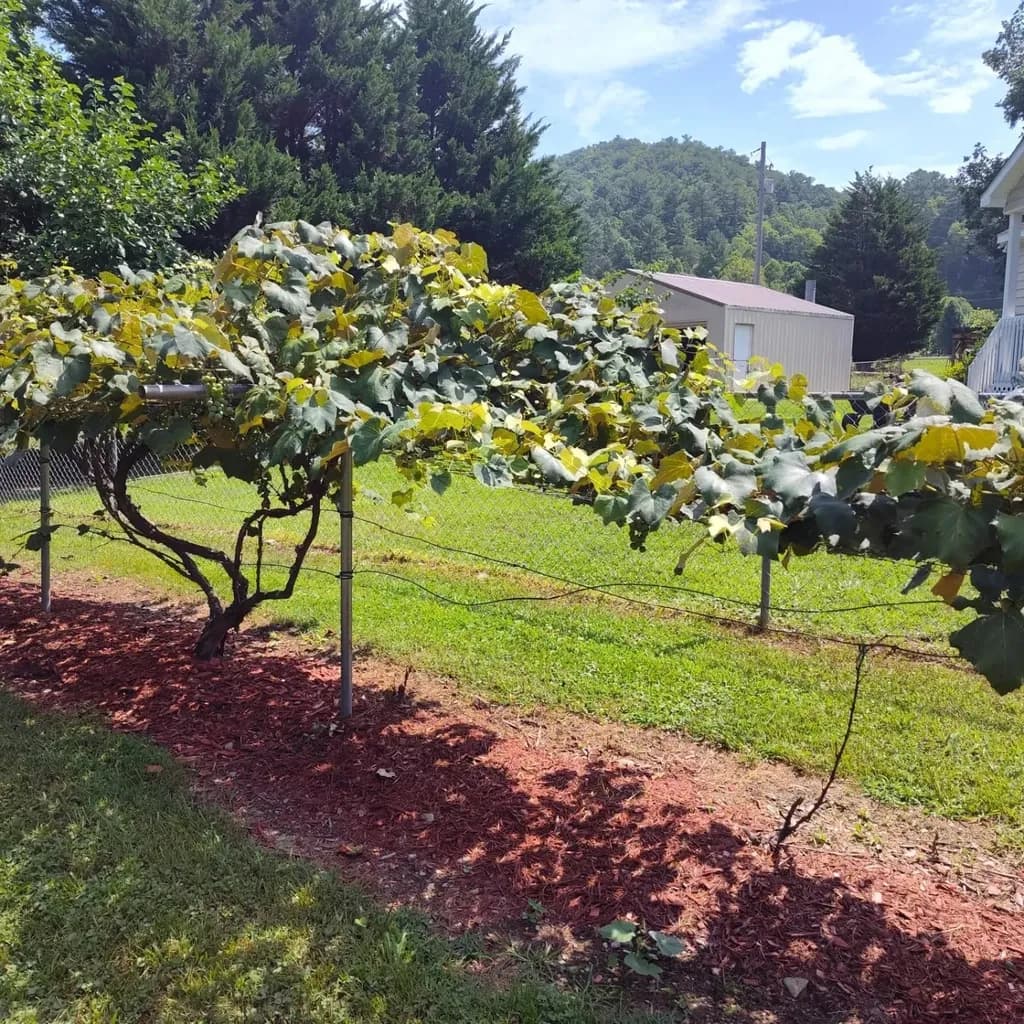 Fence of Vines
