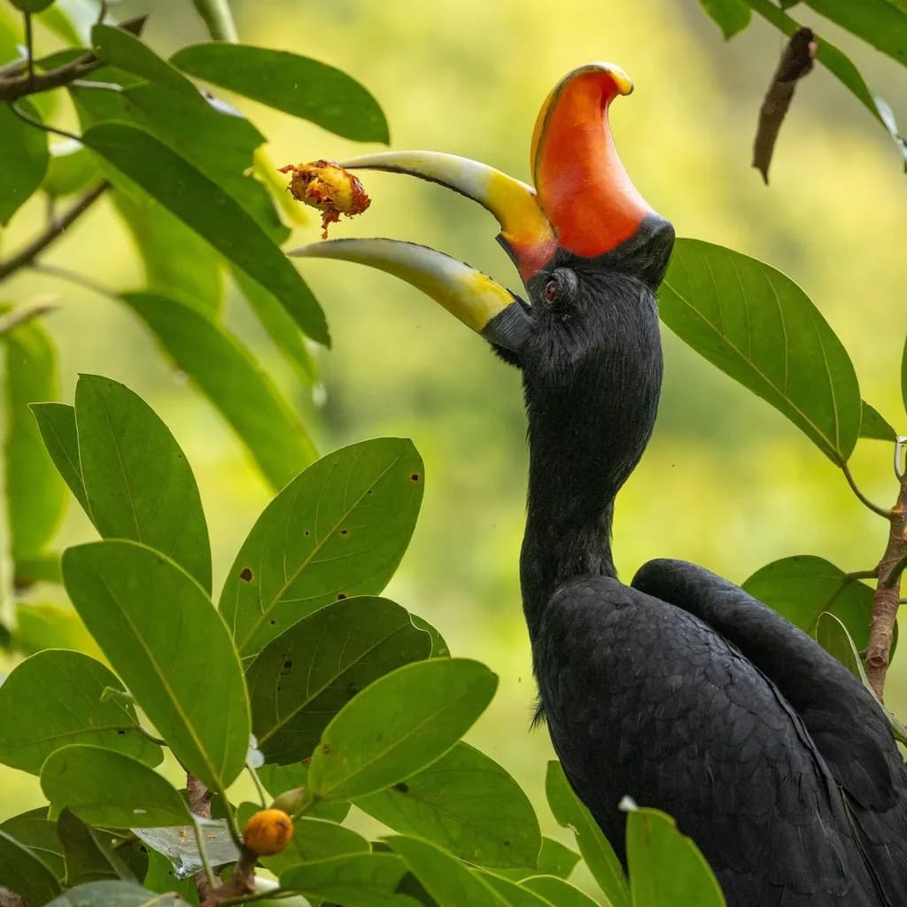 Hornbill in Foliage