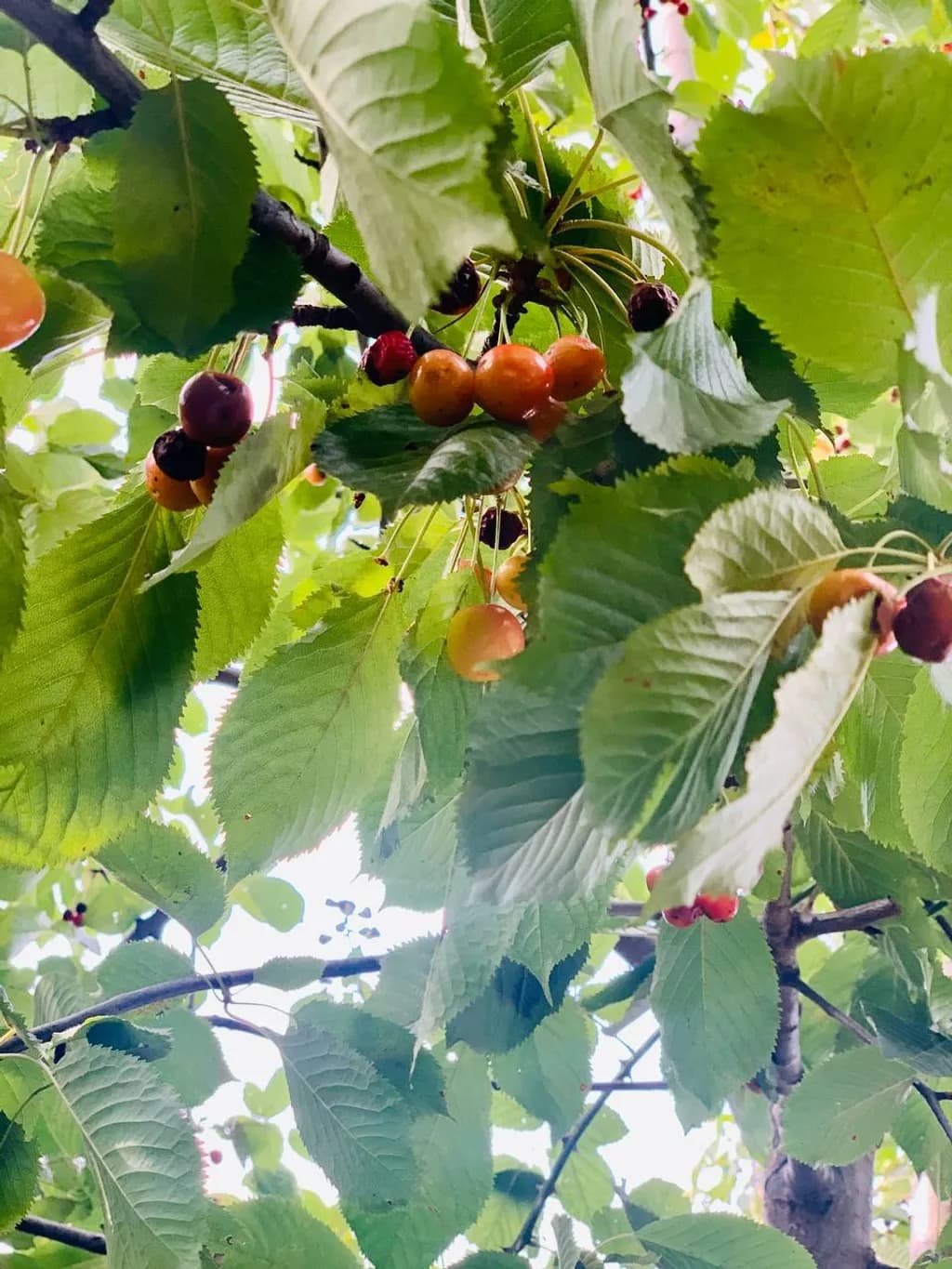Ripening Cherries
