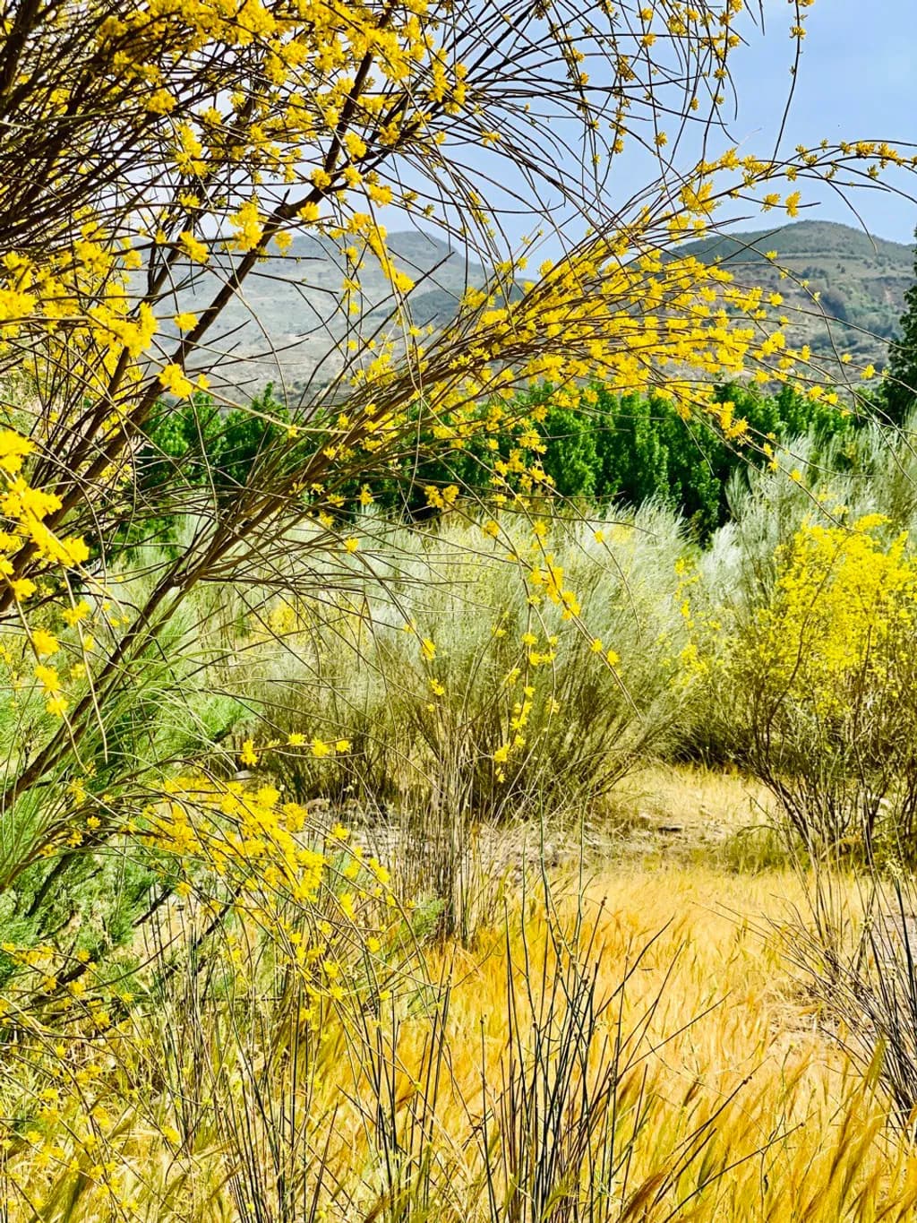 Golden Thicket