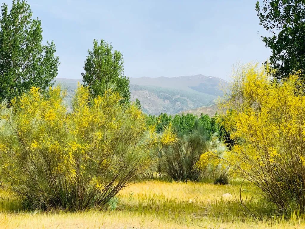 Golden Meadow Vista