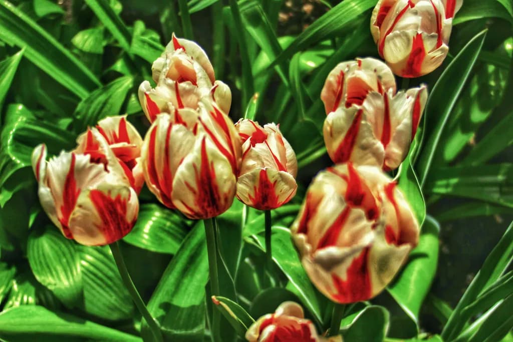 Red Streak Tulips