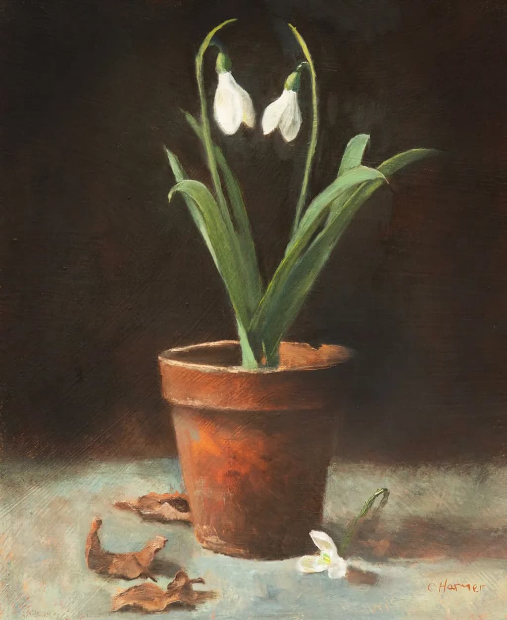 Snowdrop in Terra Cotta