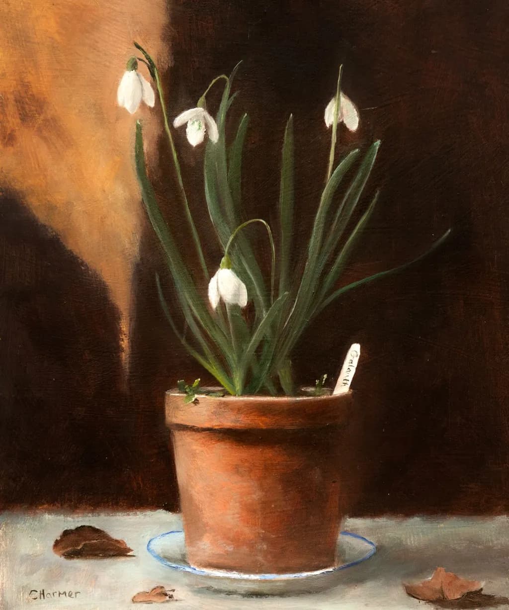 Potted Snowdrops