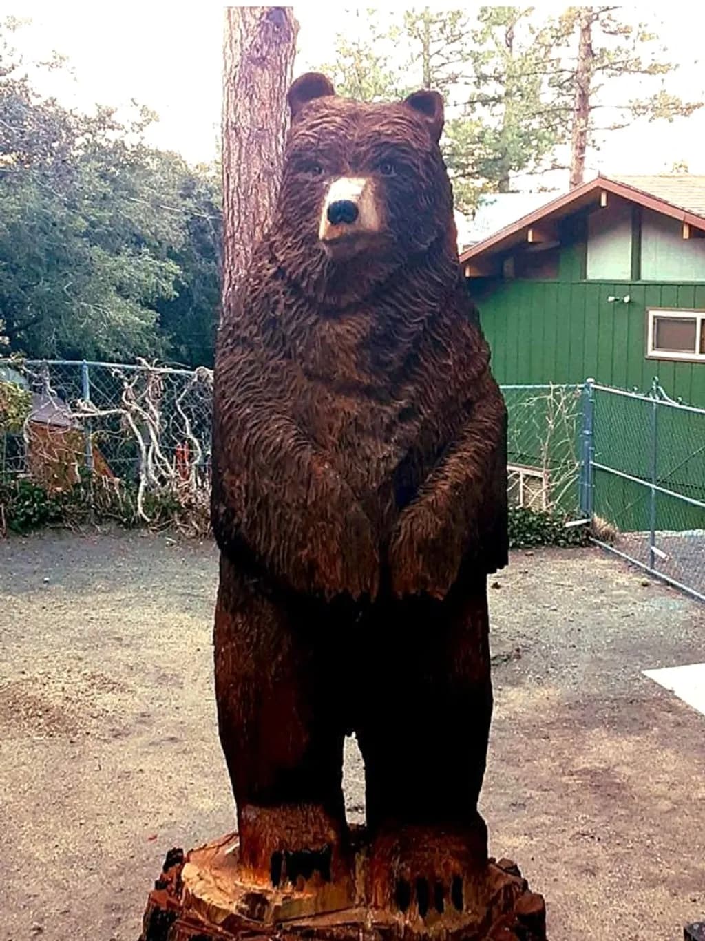 Bison Bear
