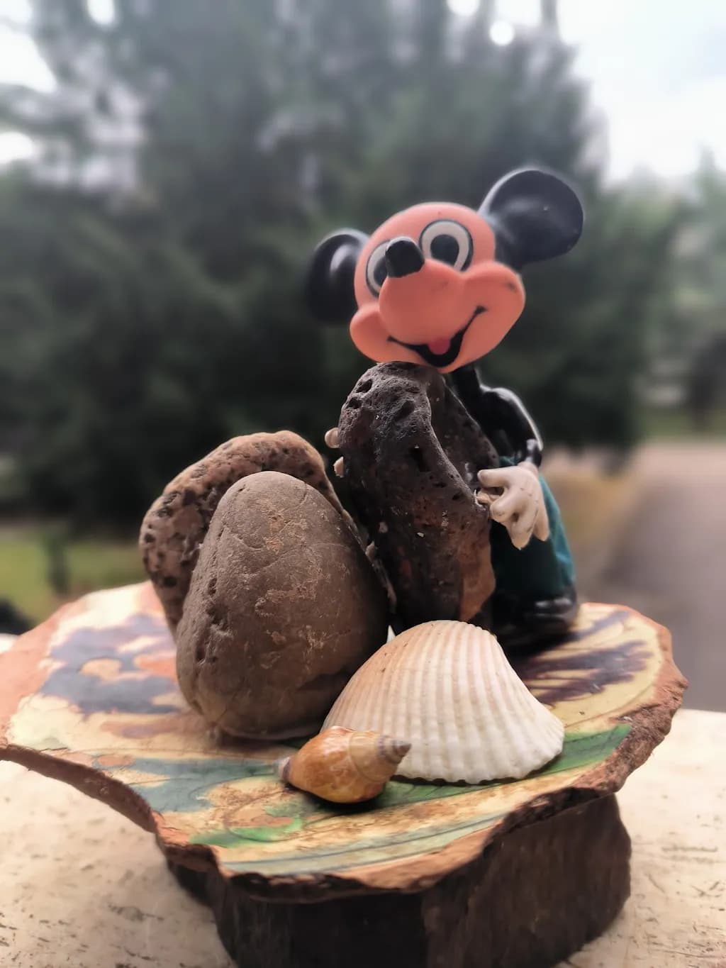 Seashell Companion