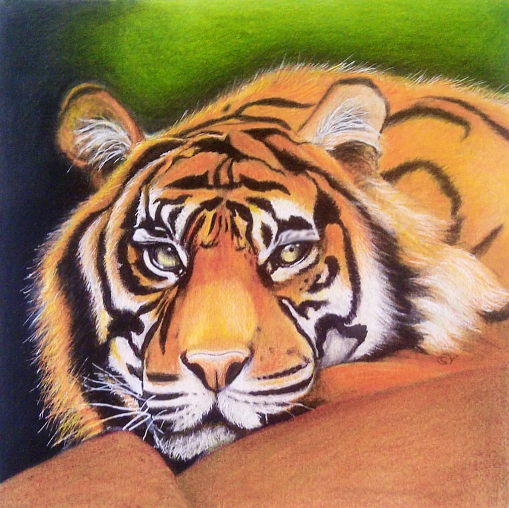 Tiger Resting
