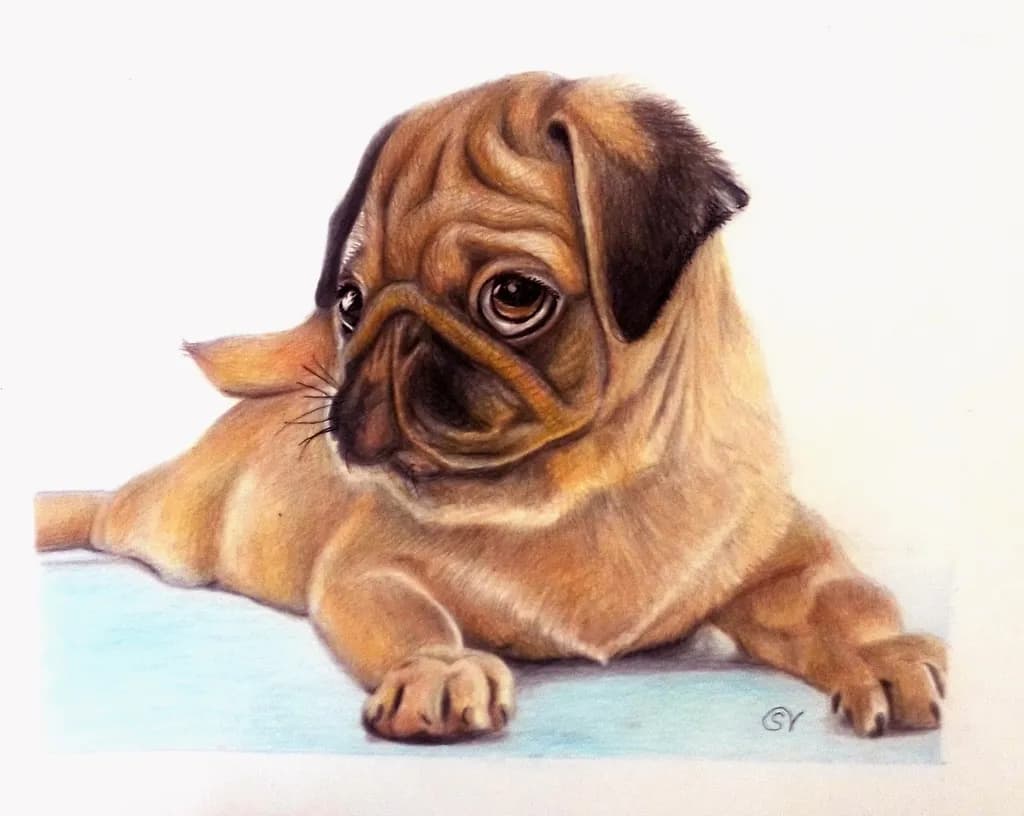 Pug Portrait
