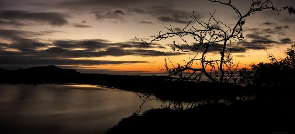 Twilight Branch Panorama