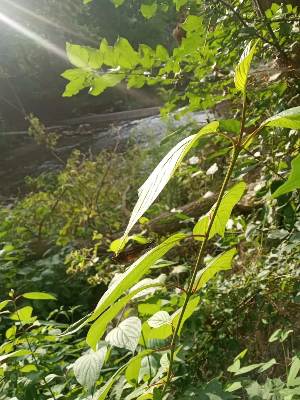 Sunlit Streamside