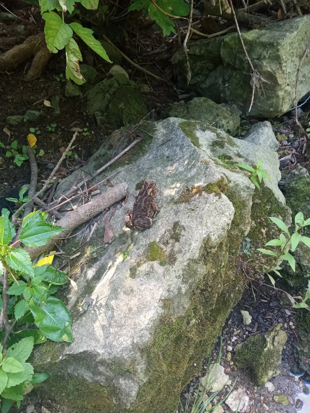 Mossbound Toad