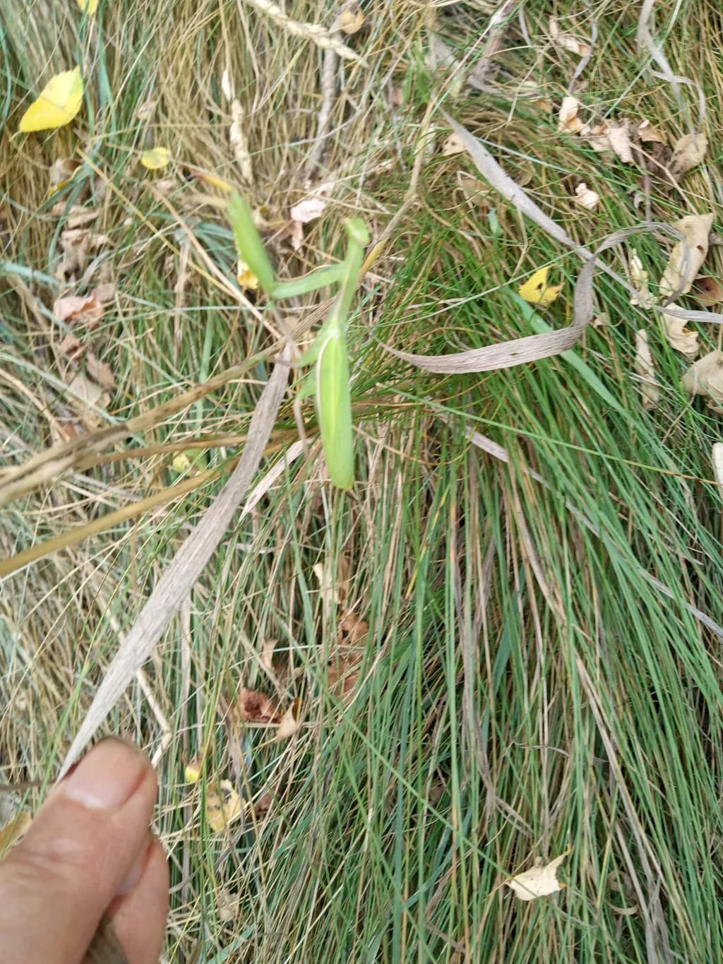 Hidden Praying Mantis
