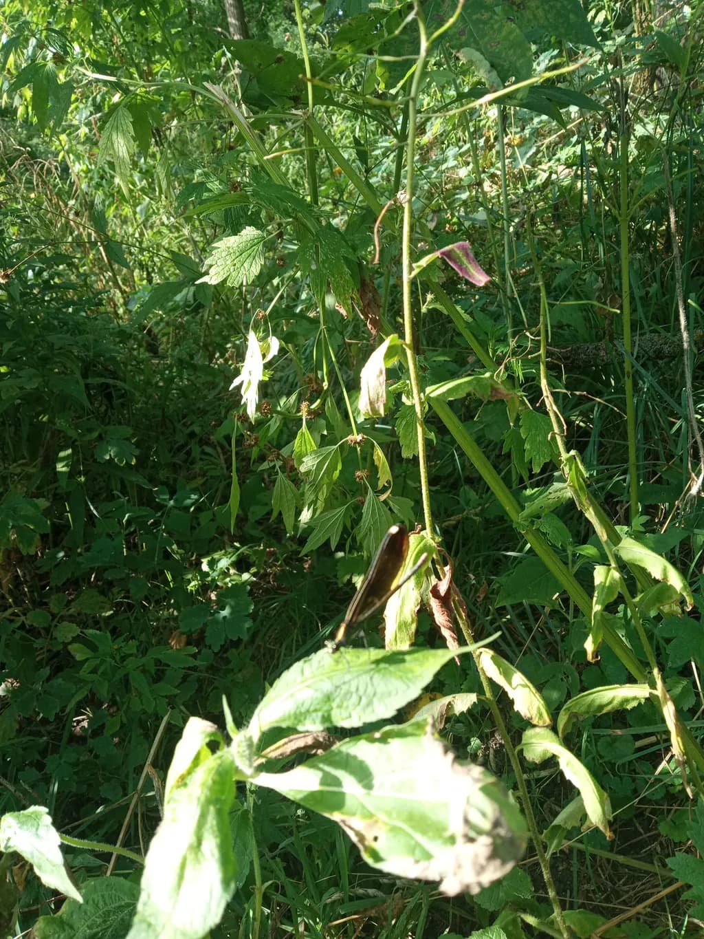 Hidden Damselfly