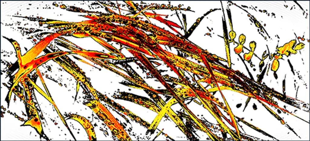 Dew Grass Abstract