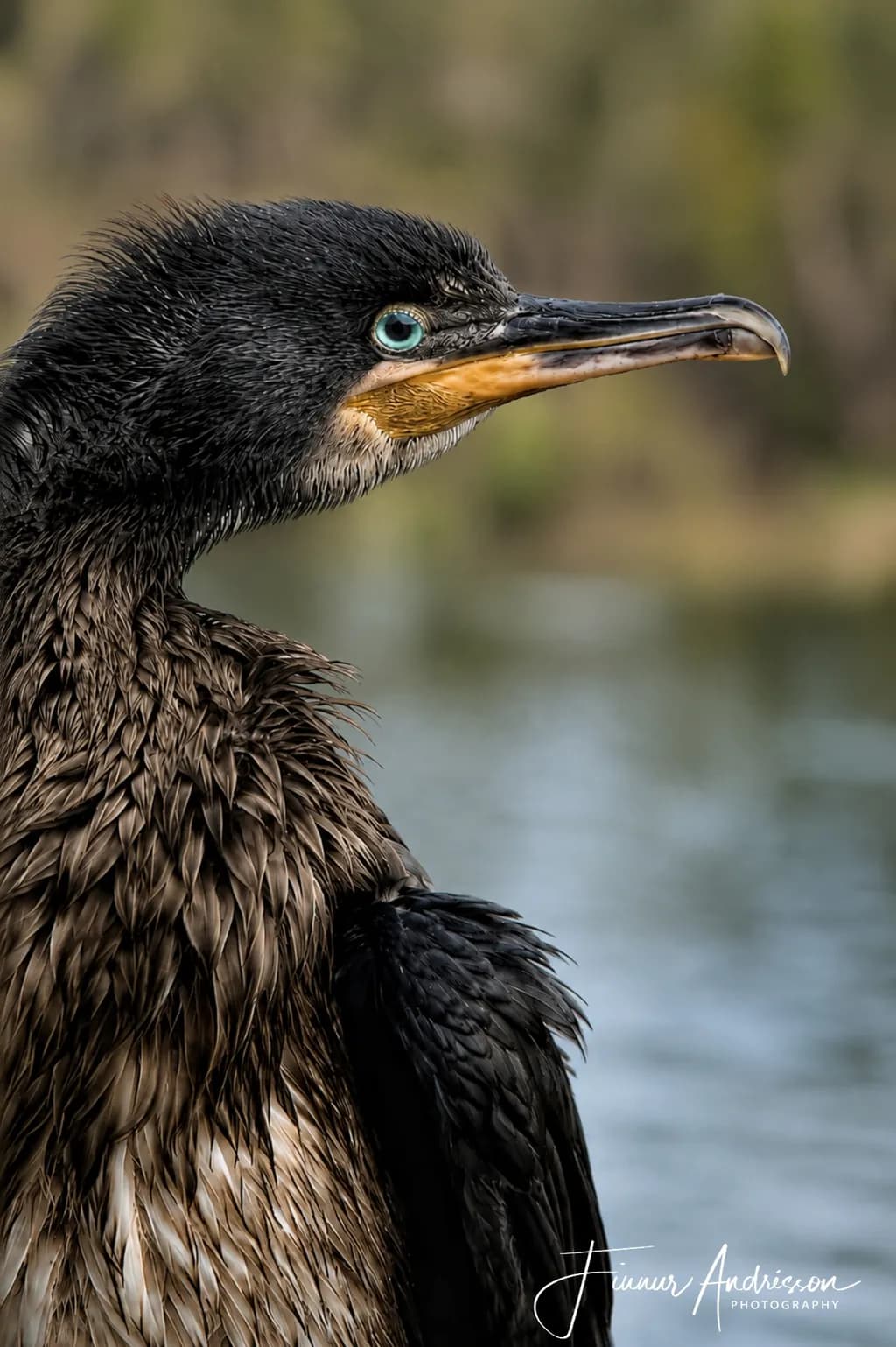 Blue-Eyed Cormorant