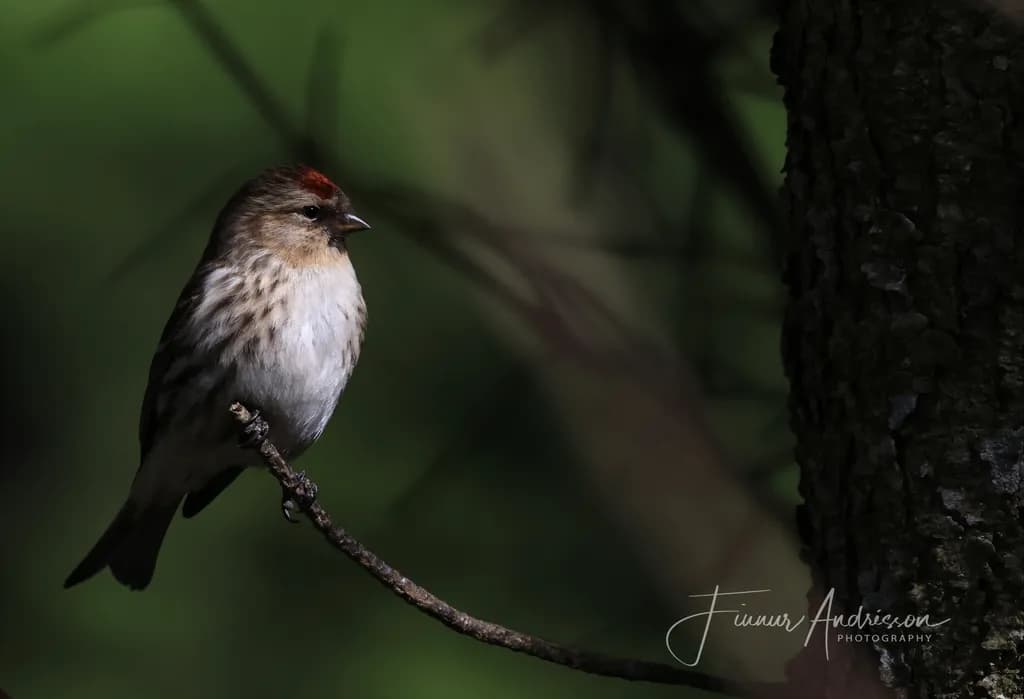 Perched Redpoll