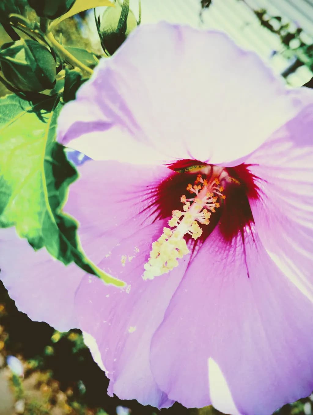 Pink Hibiscus Bloom