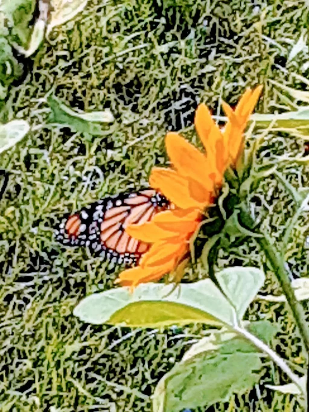 Sunlit Monarch