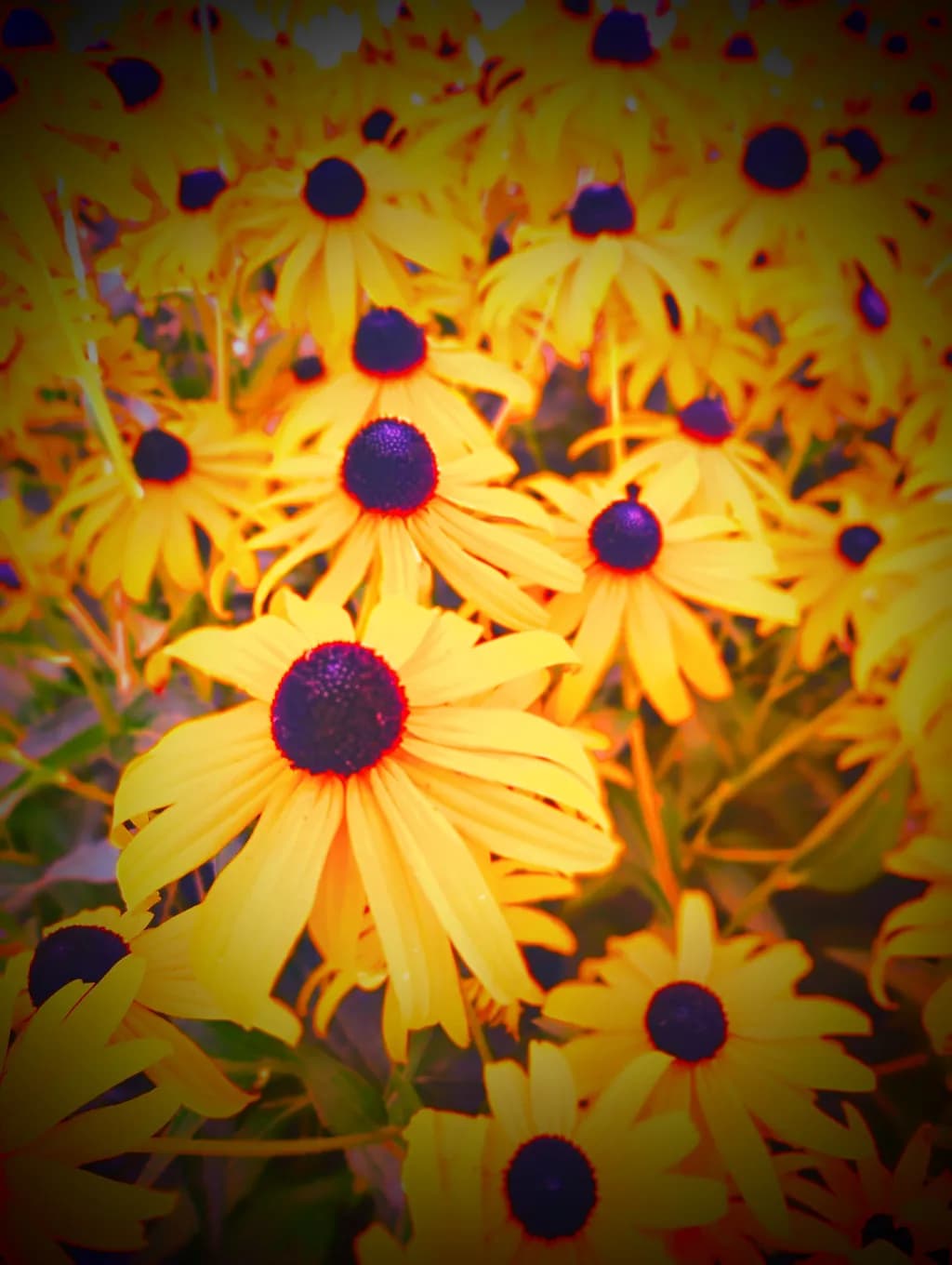 Golden Daisies