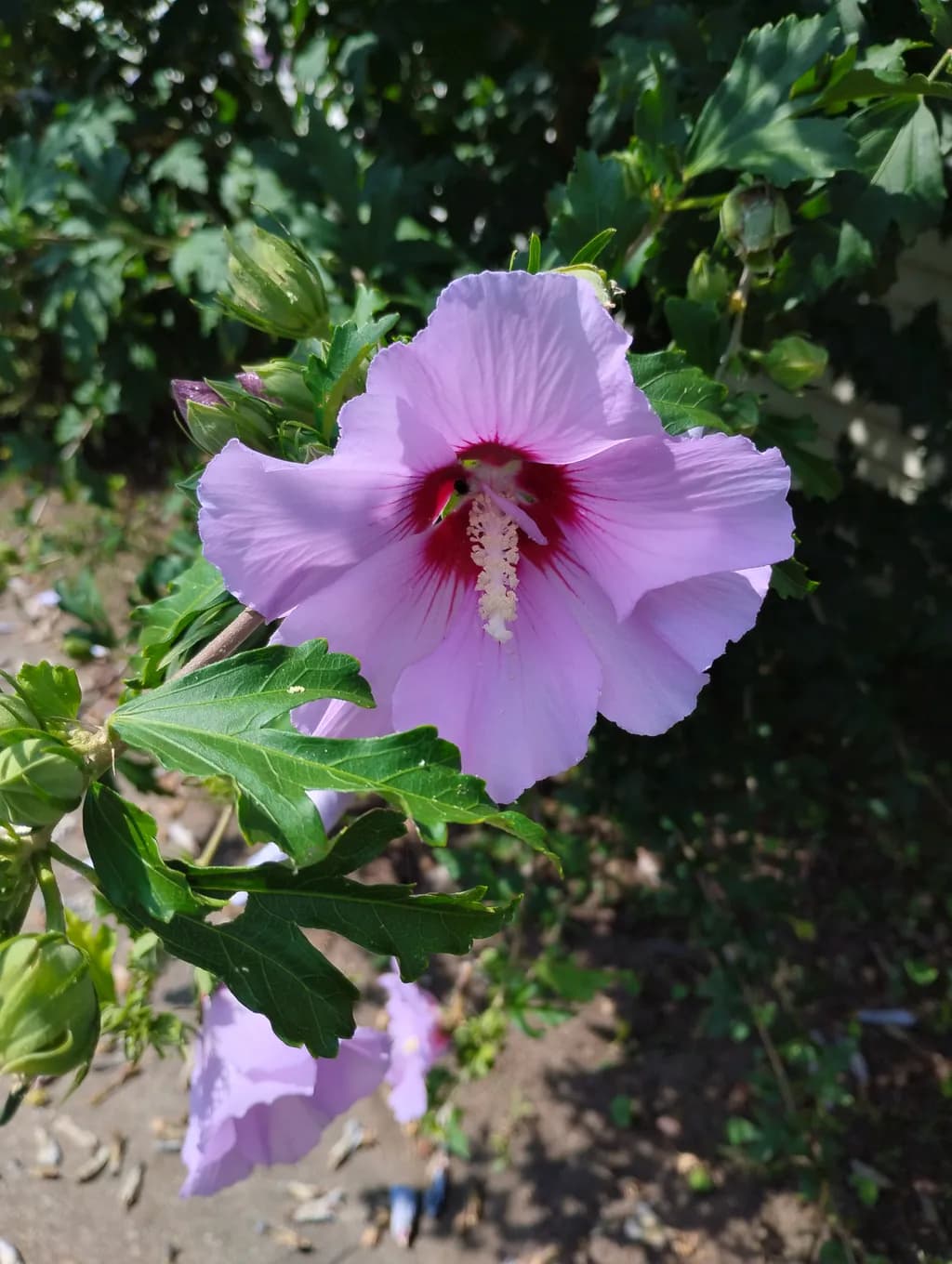 Pink Hibiscus Bloom