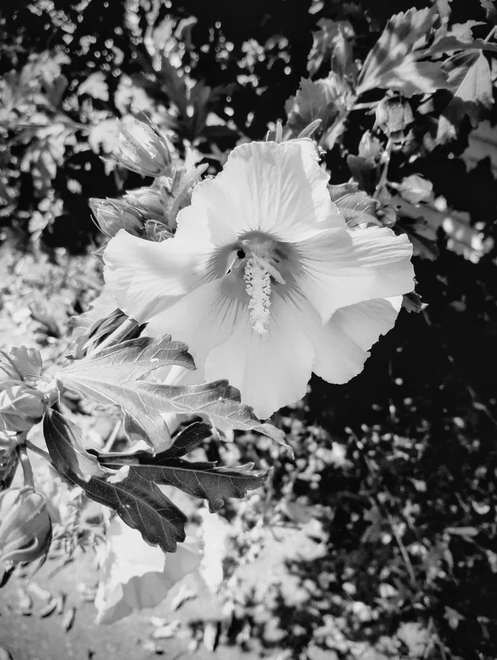 Hibiscus Contrast