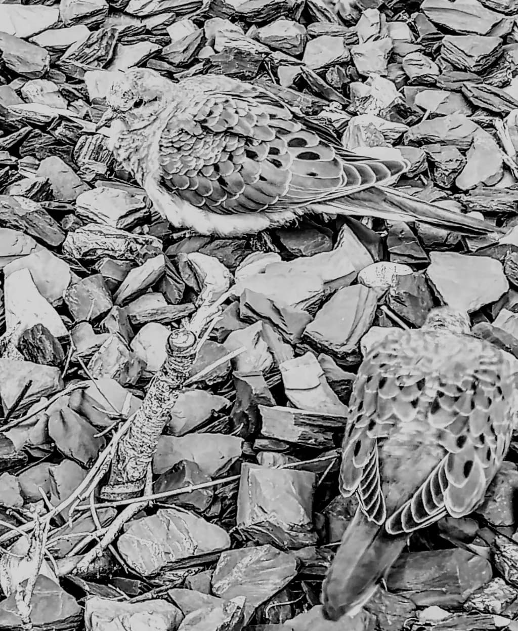 Resting Among Stones