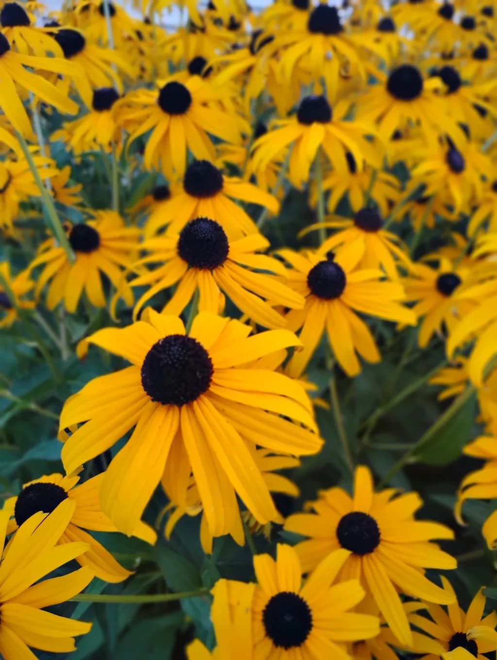 Golden Coneflowers