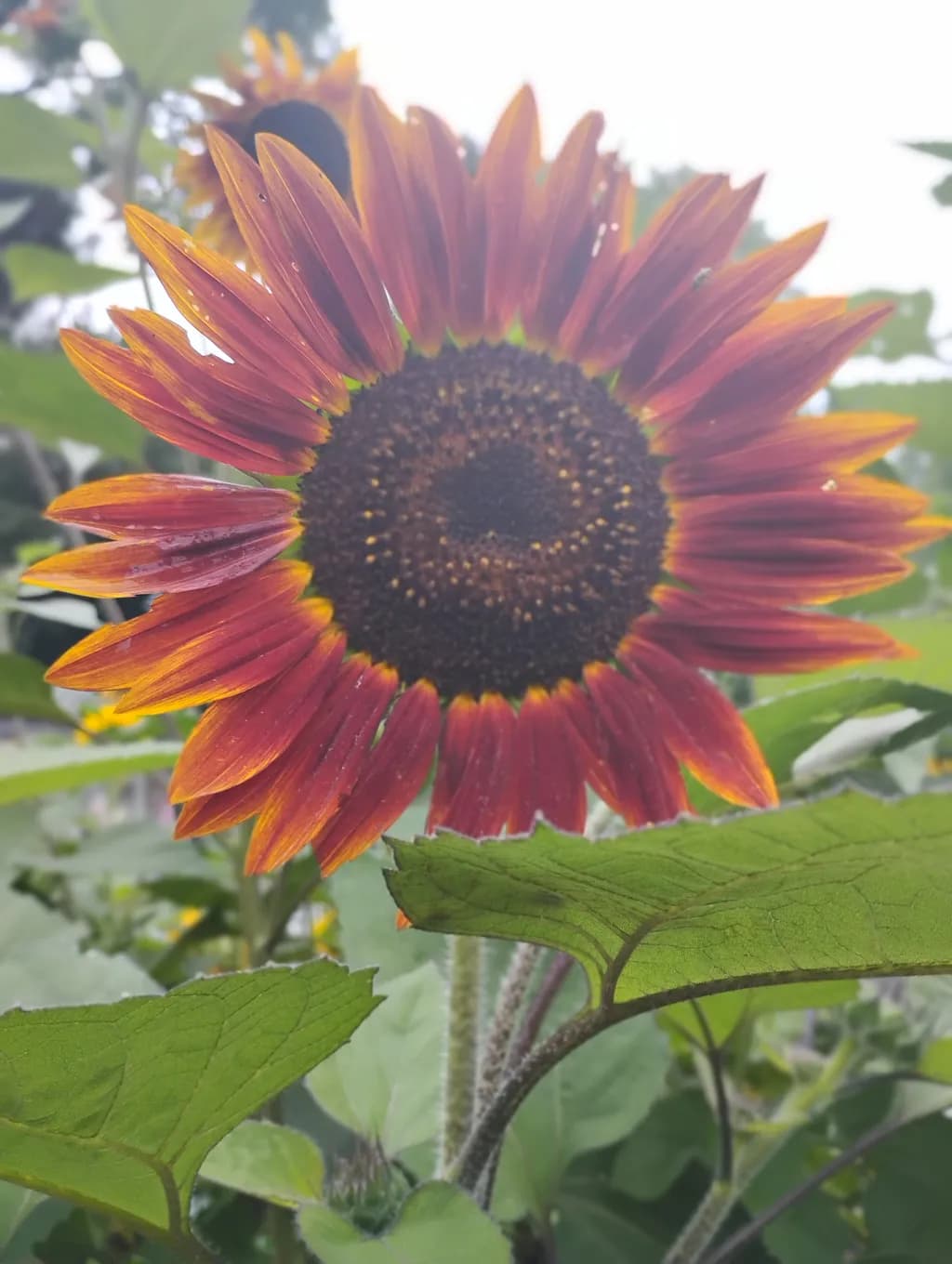 Crimson Sunburst