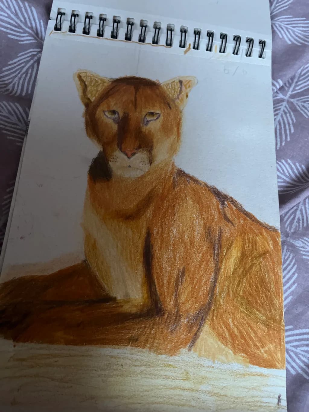 Resting Puma