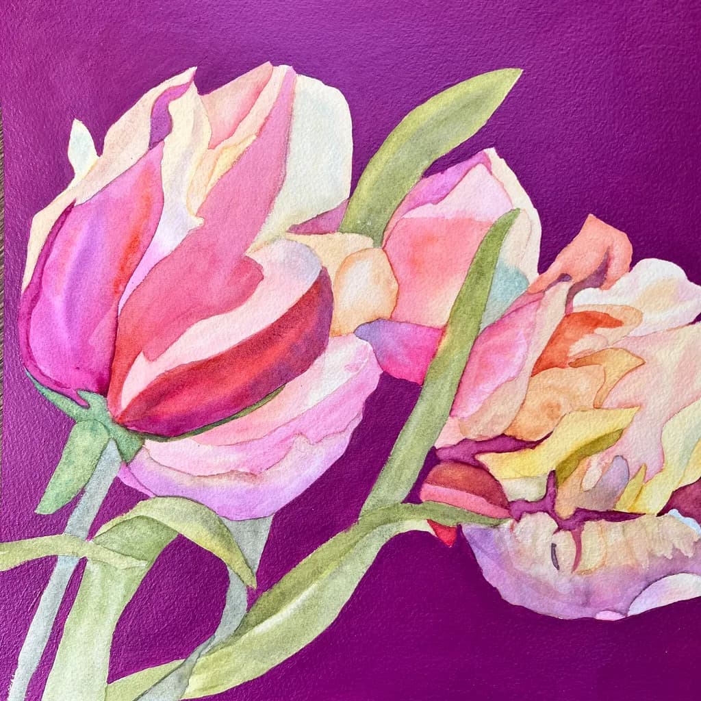 Blushing Tulips