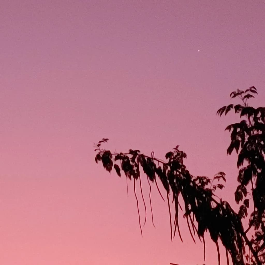 Dusk Silhouette