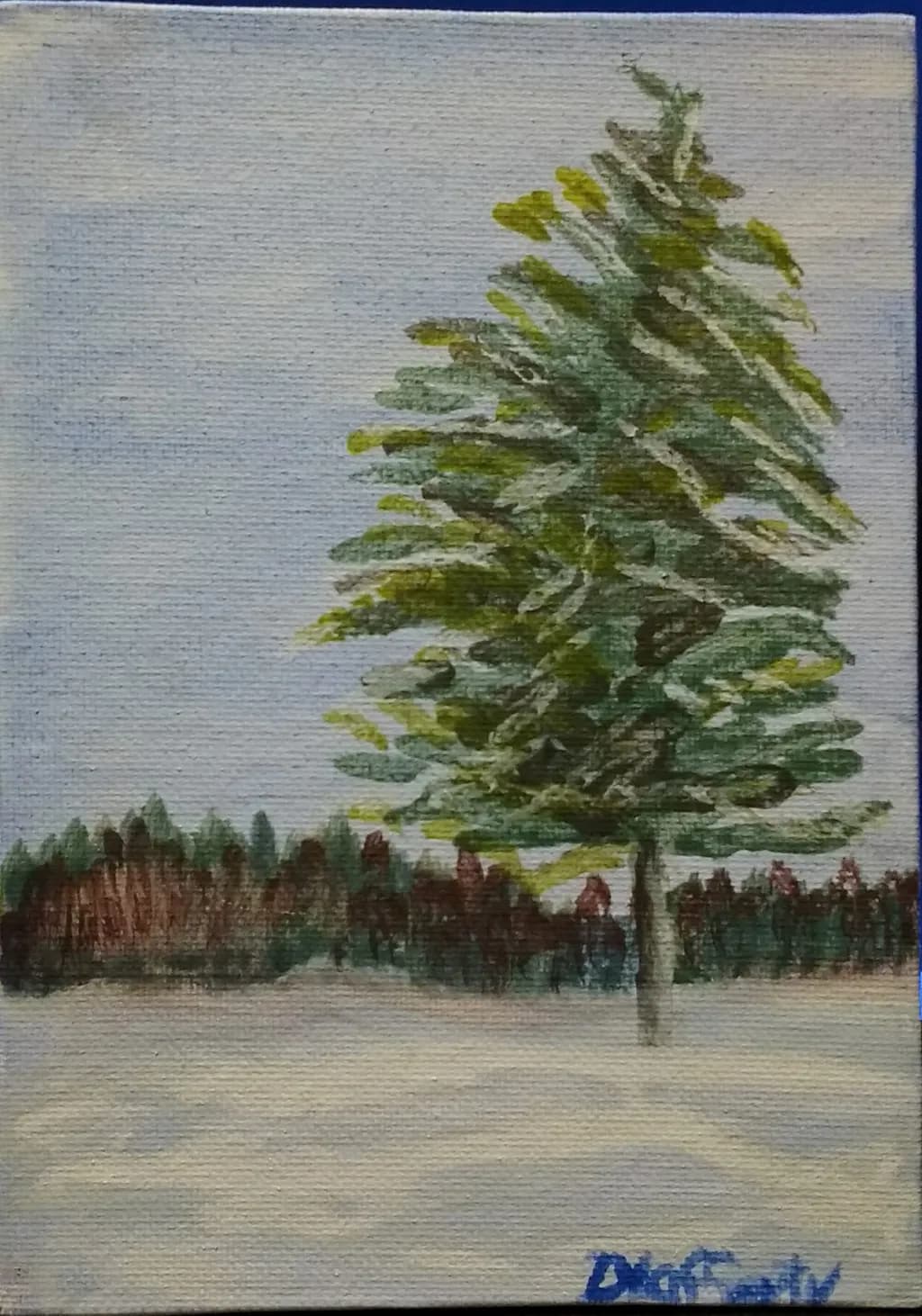 Solitary Pine