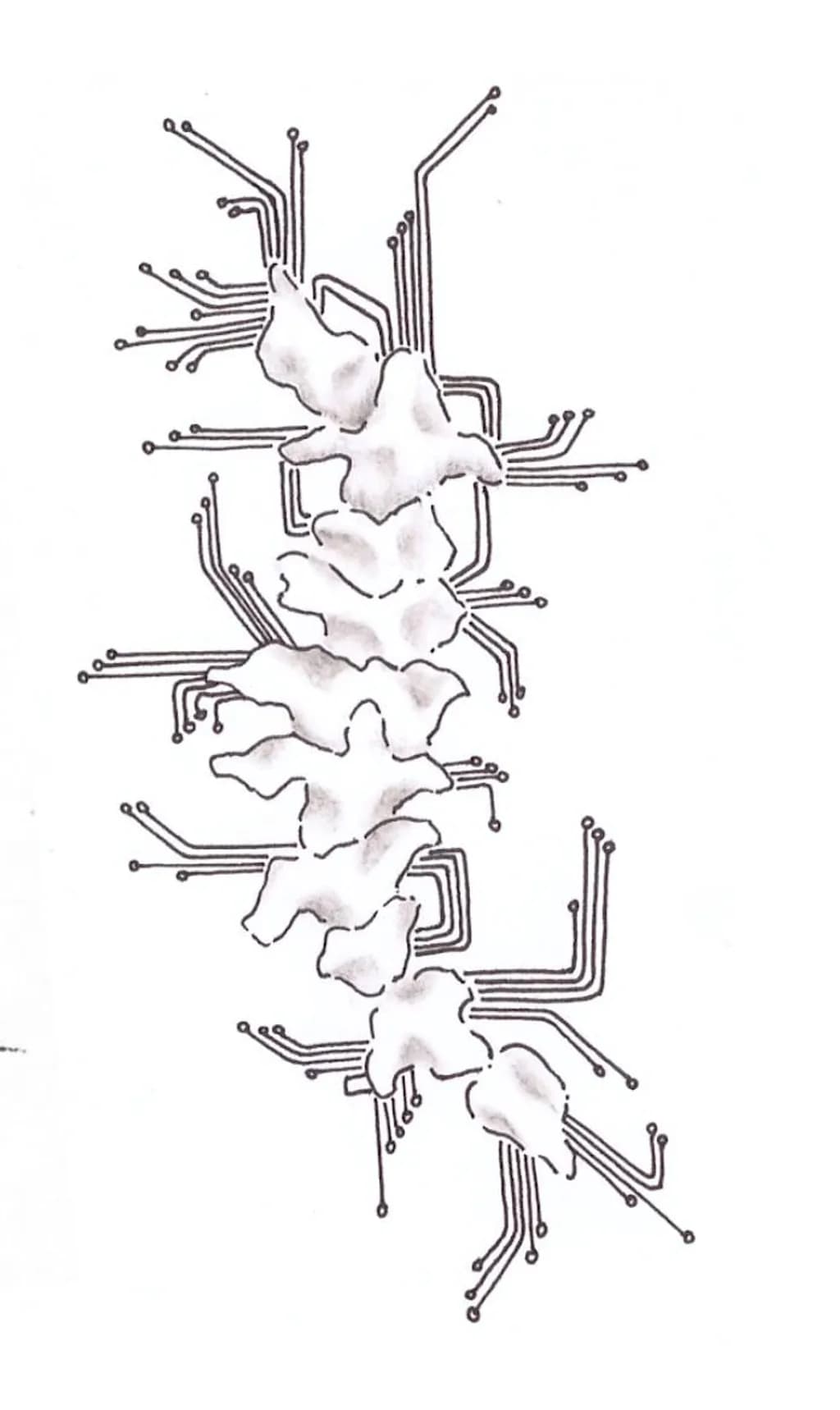 Circuit Spine